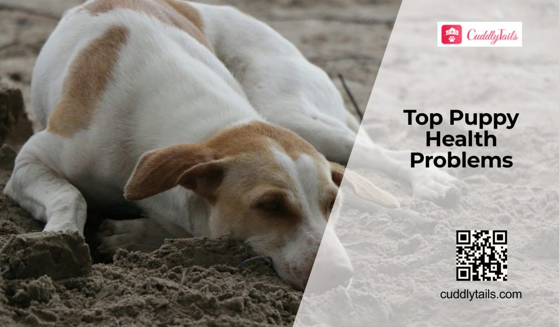Common Health Problems in Puppies
