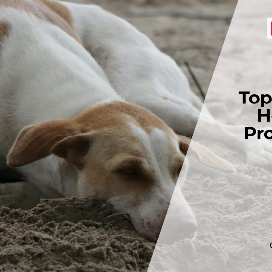 Common Health Problems in Puppies