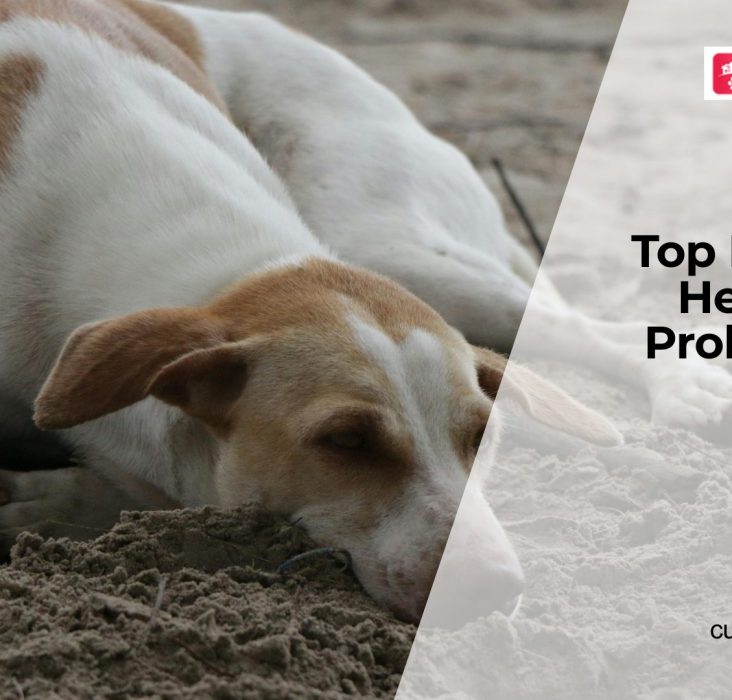 Common Health Problems in Puppies