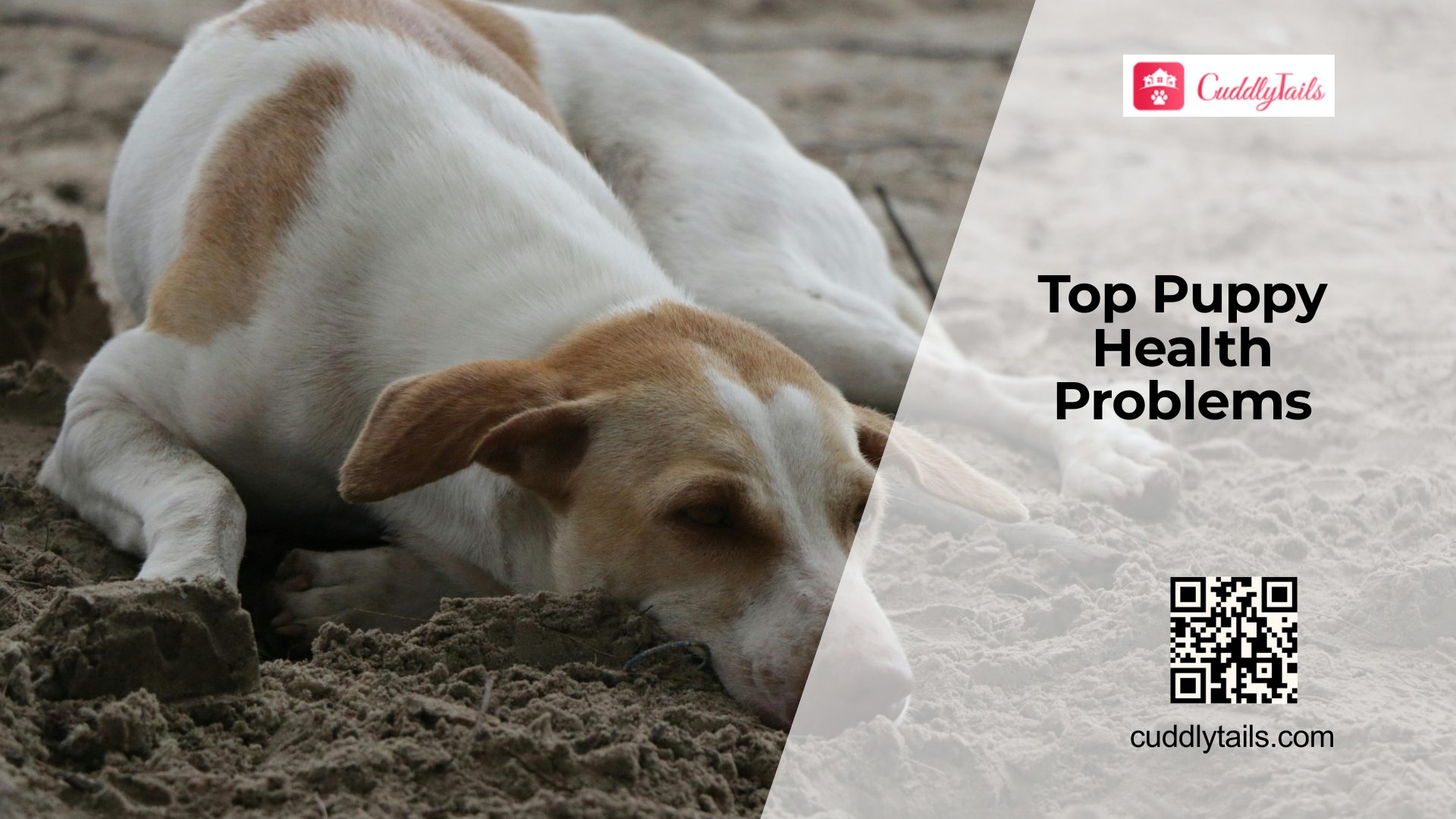 Common Health Problems in Puppies