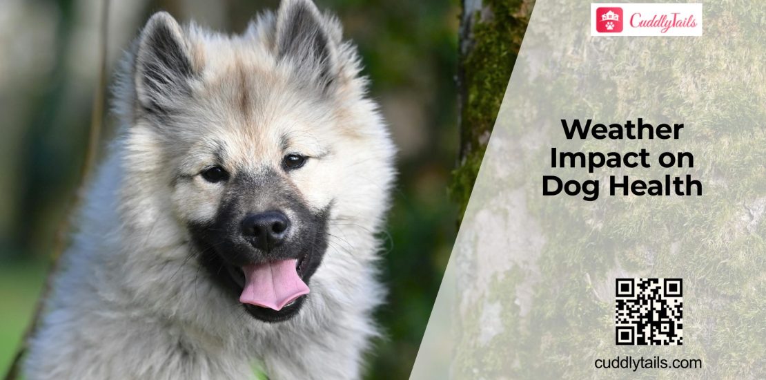 Weather Changes and Dog Health