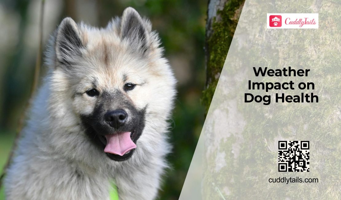 Weather Changes and Dog Health