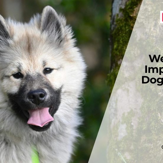 Weather Changes and Dog Health