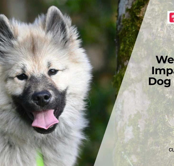 Weather Changes and Dog Health