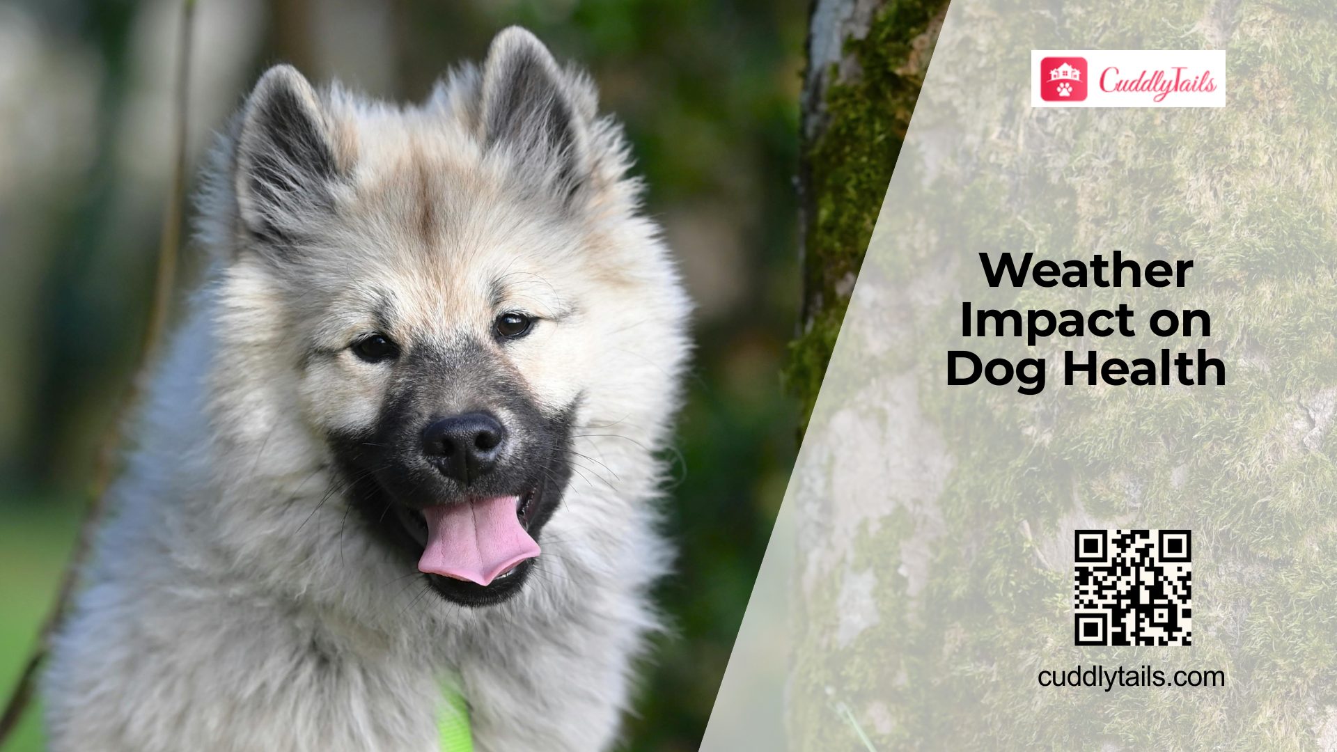 Weather Changes and Dog Health