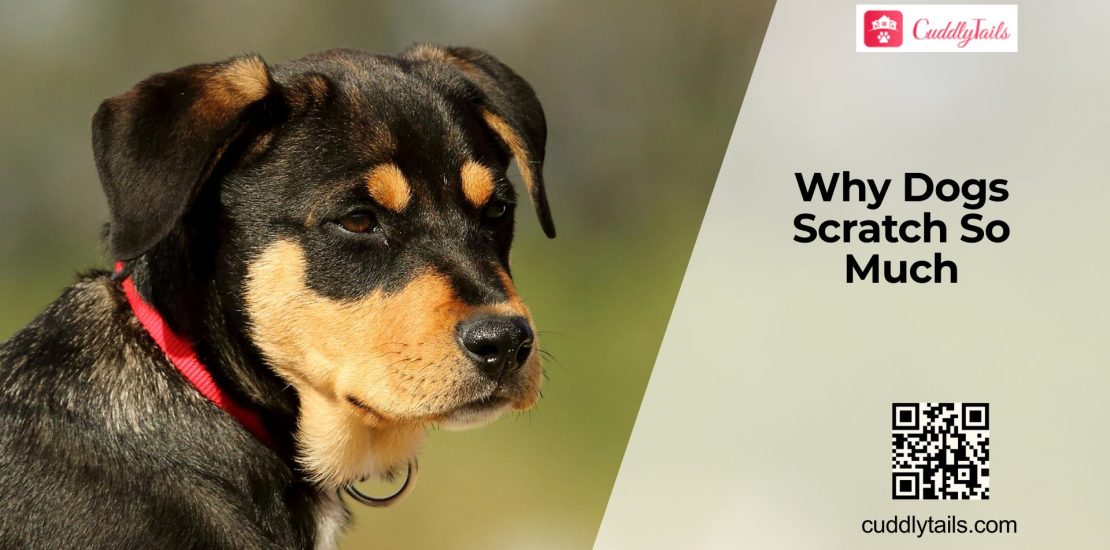 Why Your Dog Keeps Itching