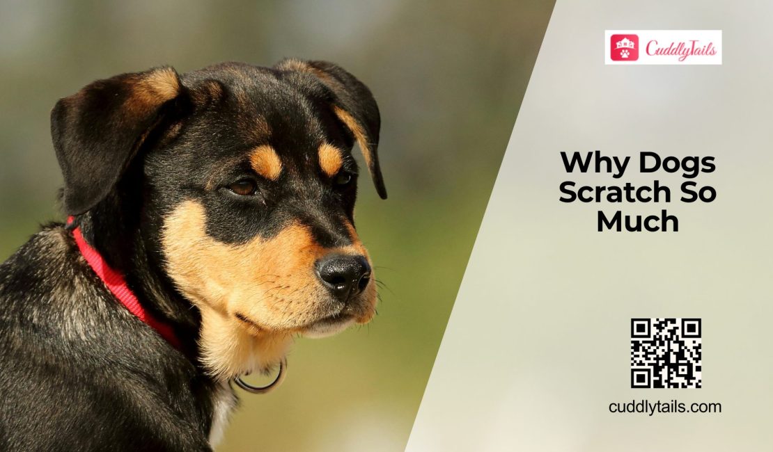 Why Your Dog Keeps Itching