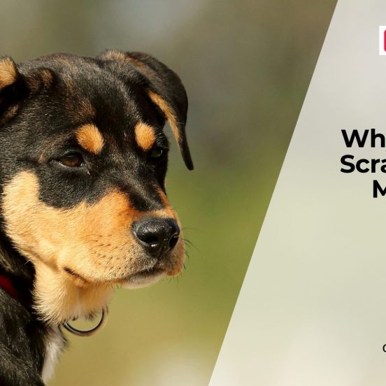 Why Your Dog Keeps Itching