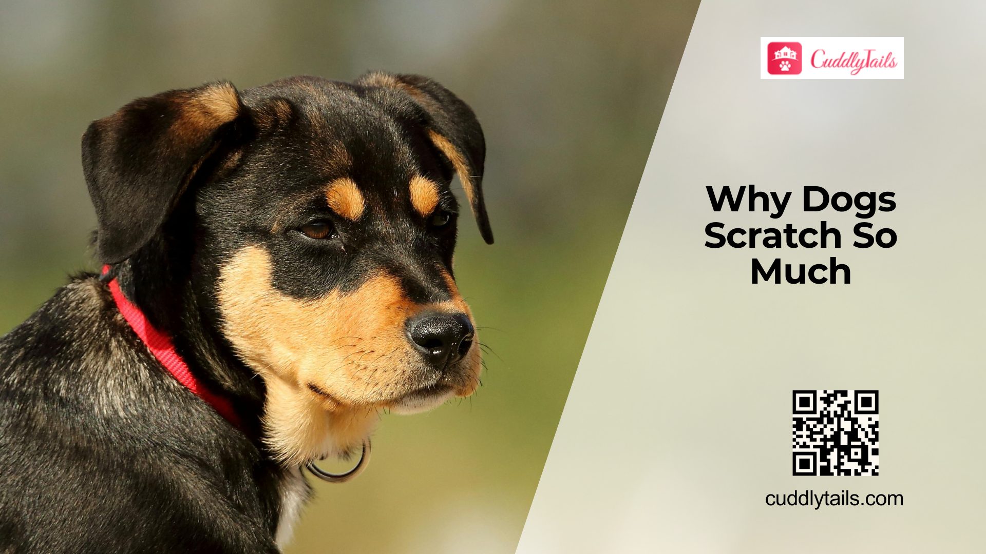Why Your Dog Keeps Itching
