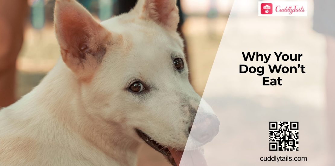 Why Dogs Suddenly Lose Appetite