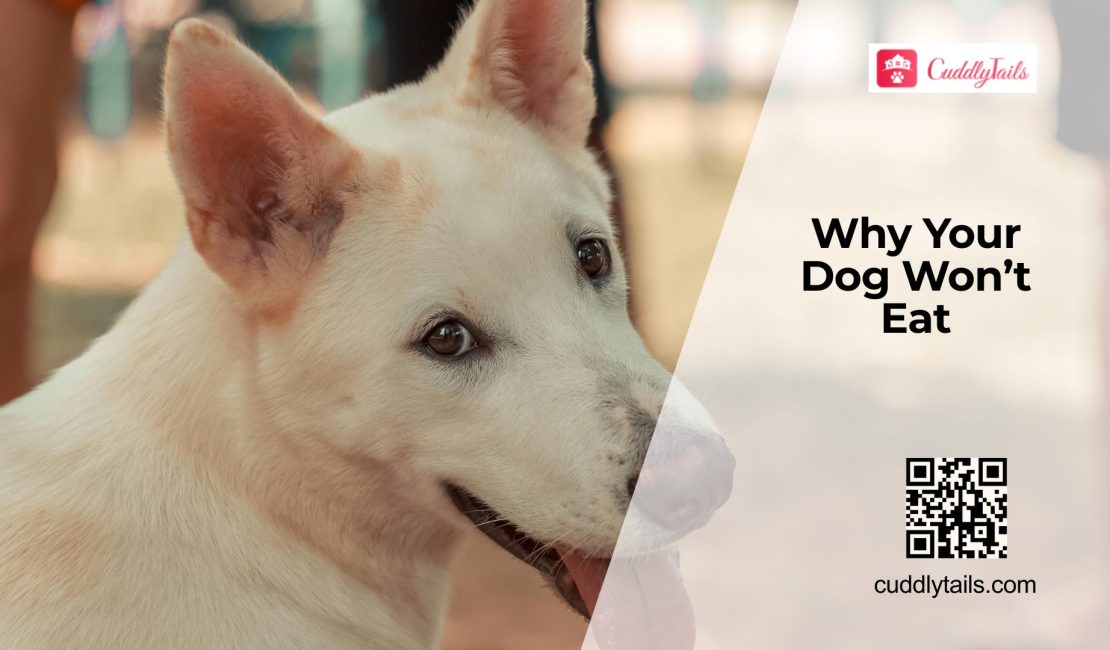 Why Dogs Suddenly Lose Appetite