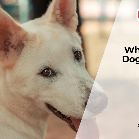 Why Dogs Suddenly Lose Appetite