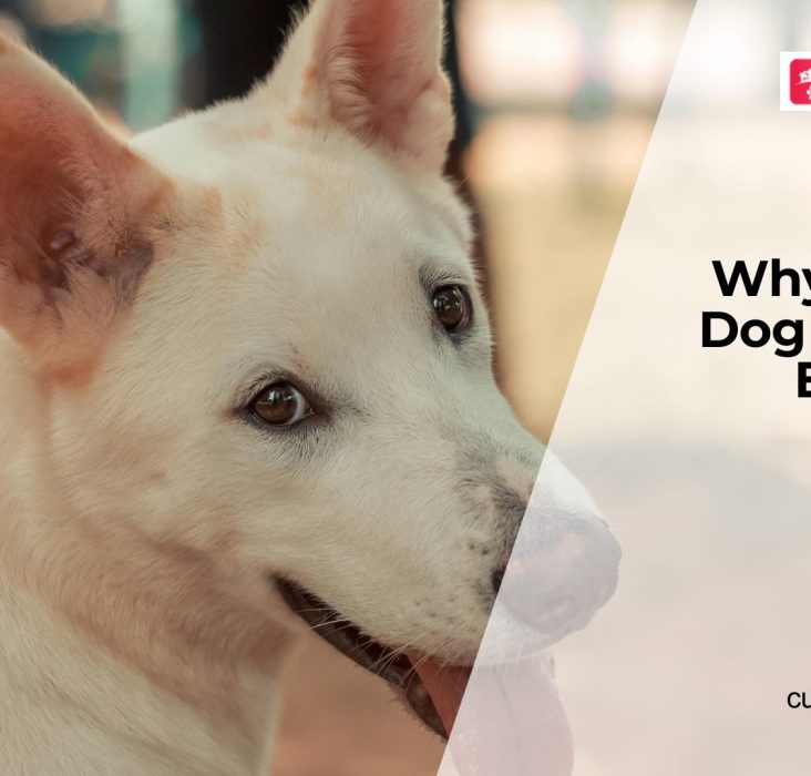 Why Dogs Suddenly Lose Appetite