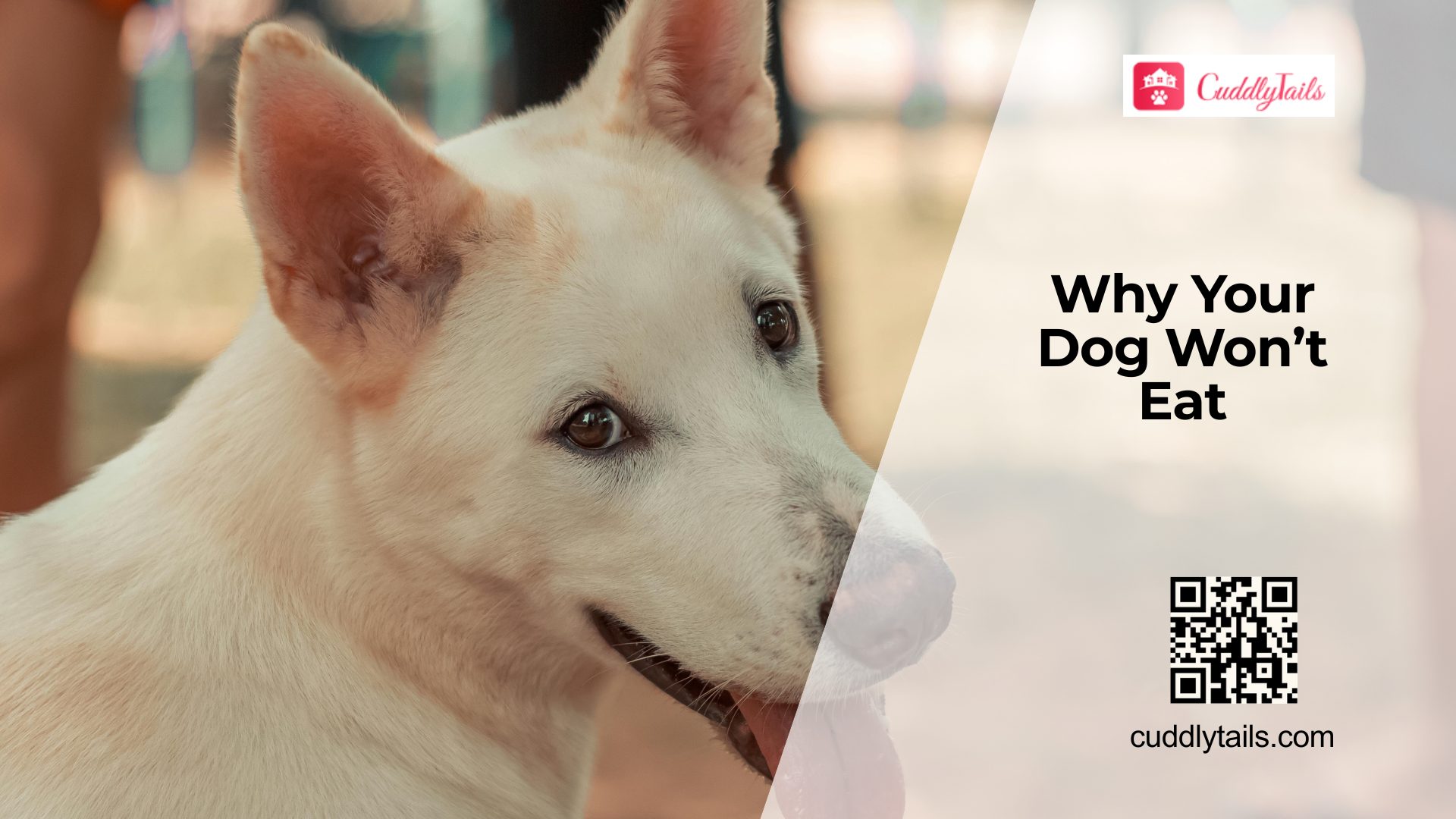 Why Dogs Suddenly Lose Appetite