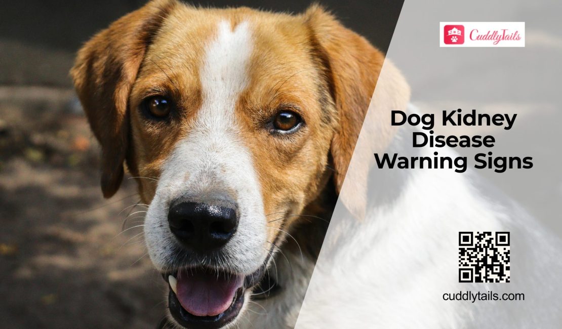 Dog Kidney Disease Warning Signs