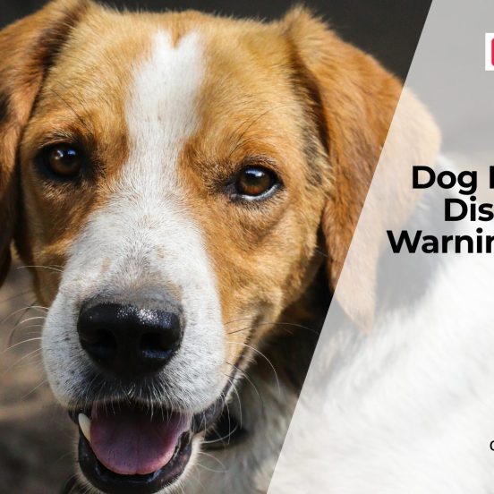 Dog Kidney Disease Warning Signs