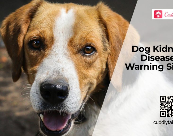 Dog Kidney Disease Warning Signs