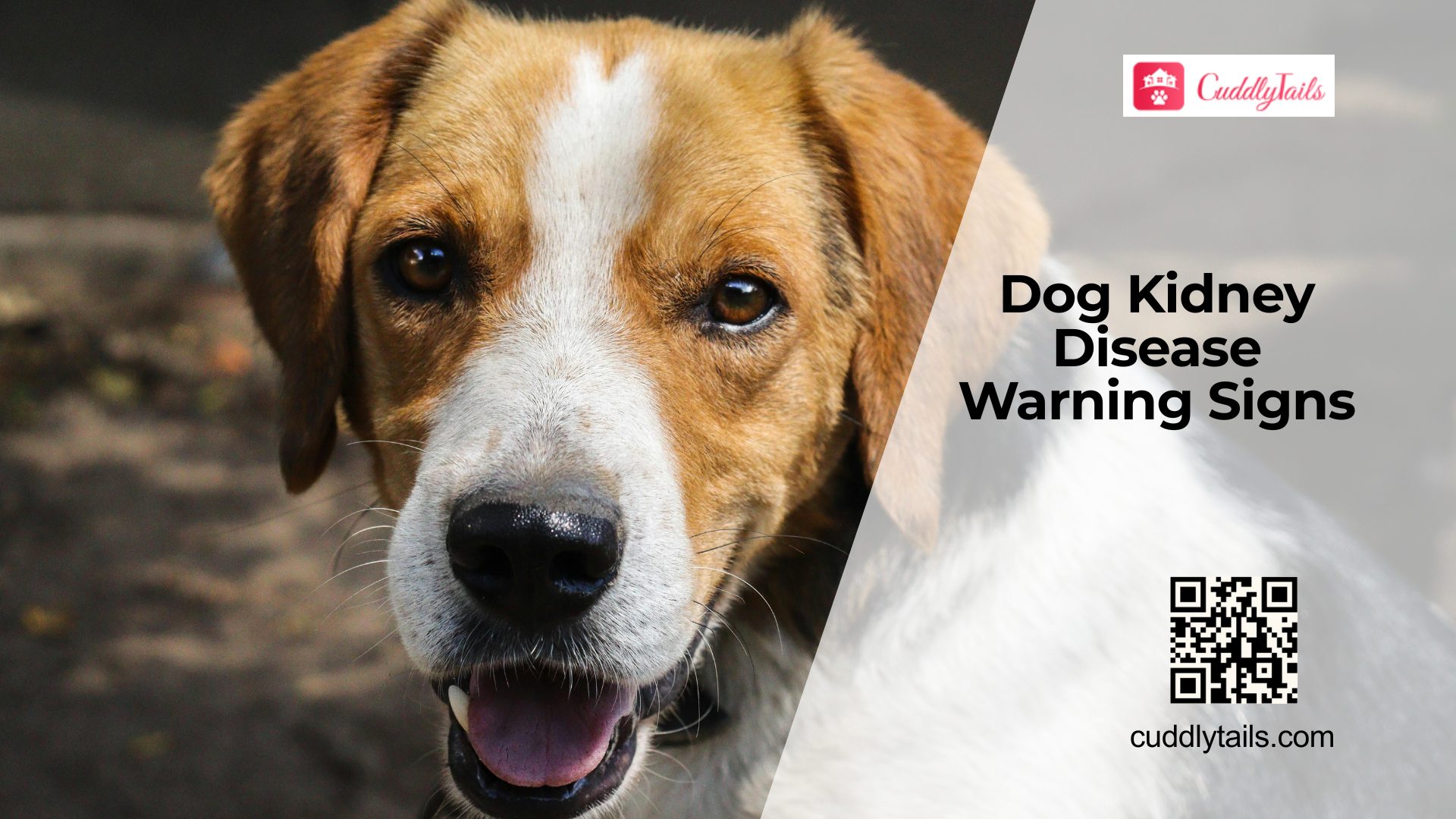 Dog Kidney Disease Warning Signs