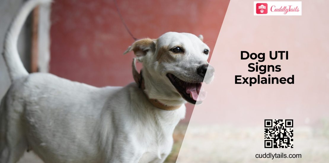 UTI in Dogs Symptoms and Treatment