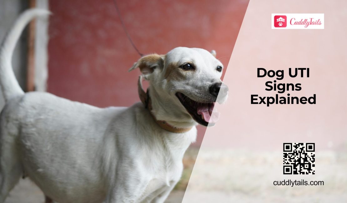 UTI in Dogs Symptoms and Treatment