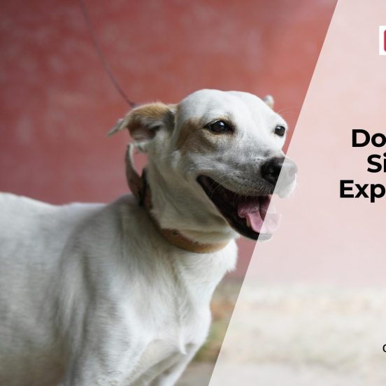 UTI in Dogs Symptoms and Treatment