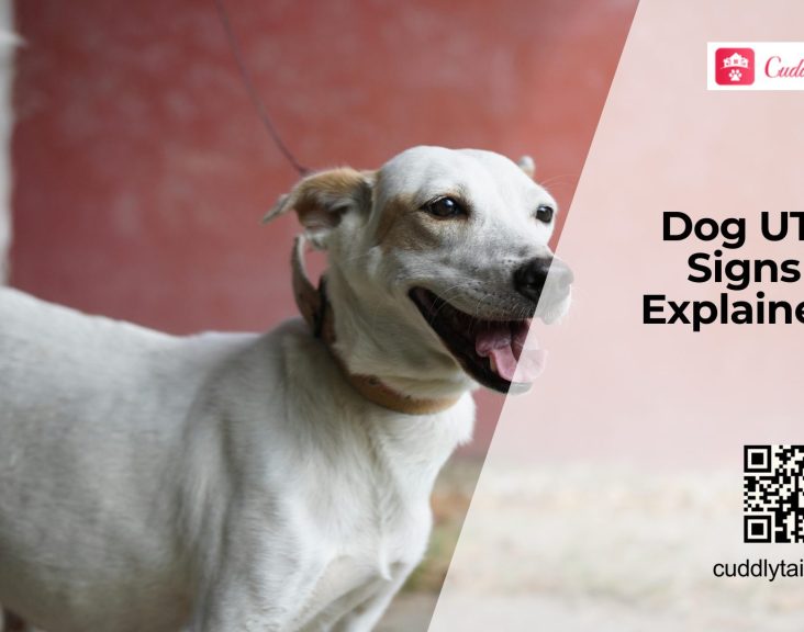 UTI in Dogs Symptoms and Treatment