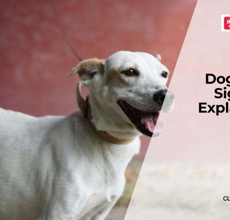 UTI in Dogs Symptoms and Treatment