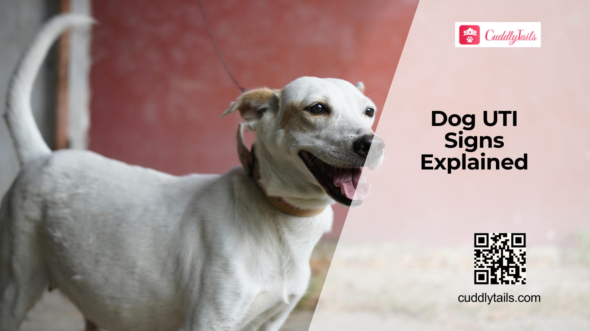 UTI in Dogs Symptoms and Treatment