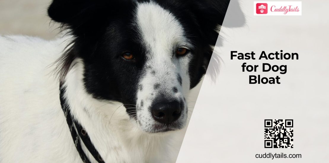 Bloating in Dogs Signs and Emergency Care