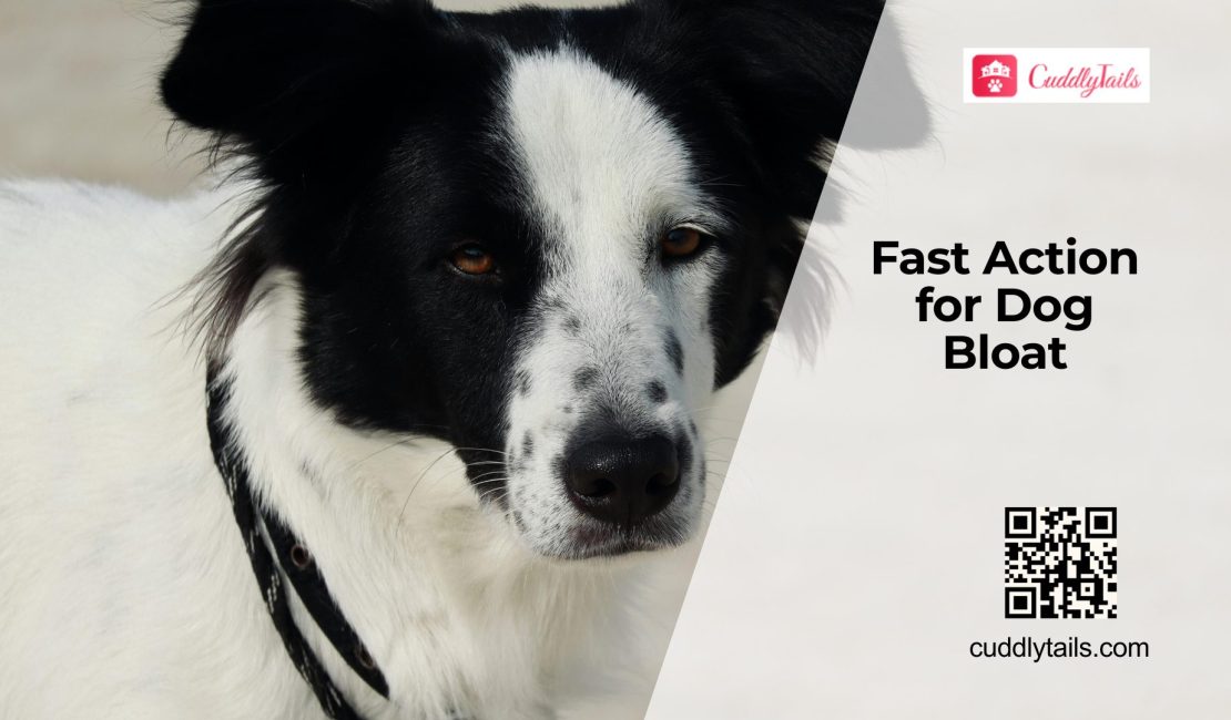 Bloating in Dogs Signs and Emergency Care