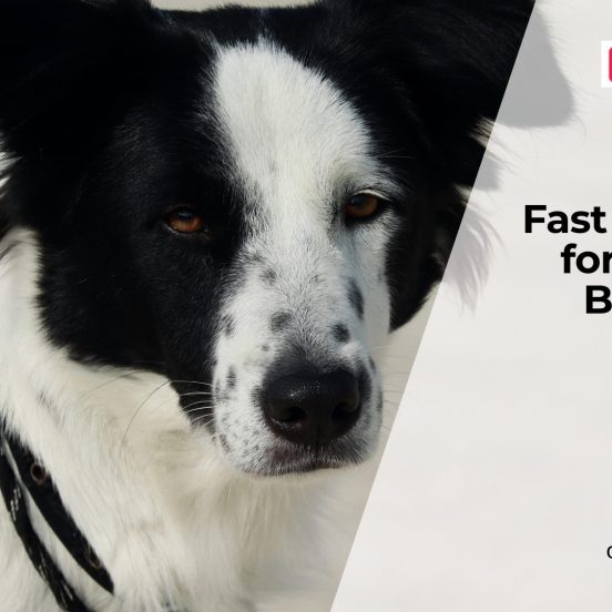 Bloating in Dogs Signs and Emergency Care