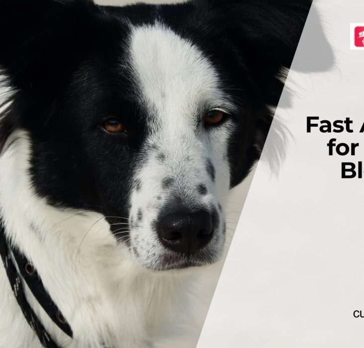 Bloating in Dogs Signs and Emergency Care