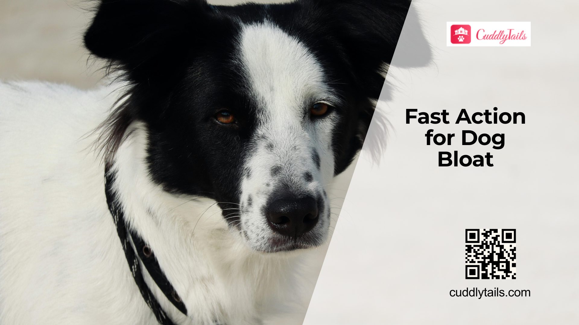 Bloating in Dogs Signs and Emergency Care