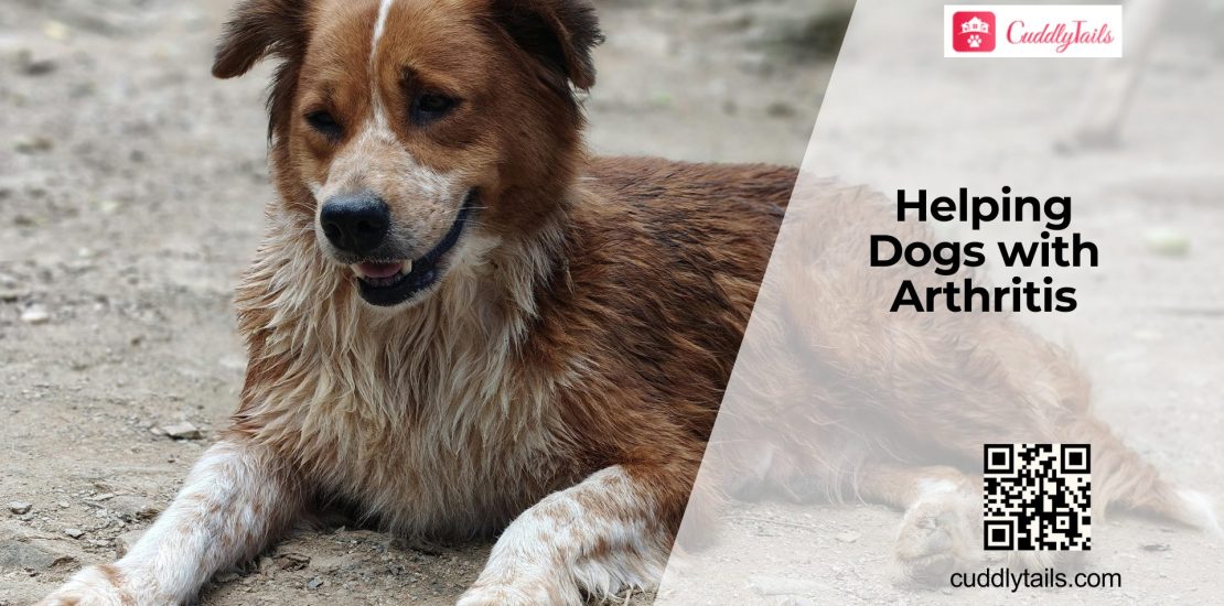 Arthritis in Dogs Signs and Pain Relief