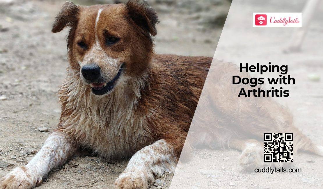Arthritis in Dogs Signs and Pain Relief