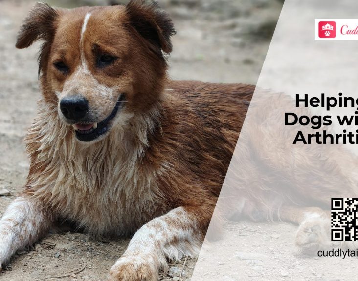 Arthritis in Dogs Signs and Pain Relief