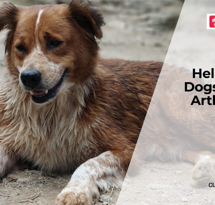 Arthritis in Dogs Signs and Pain Relief