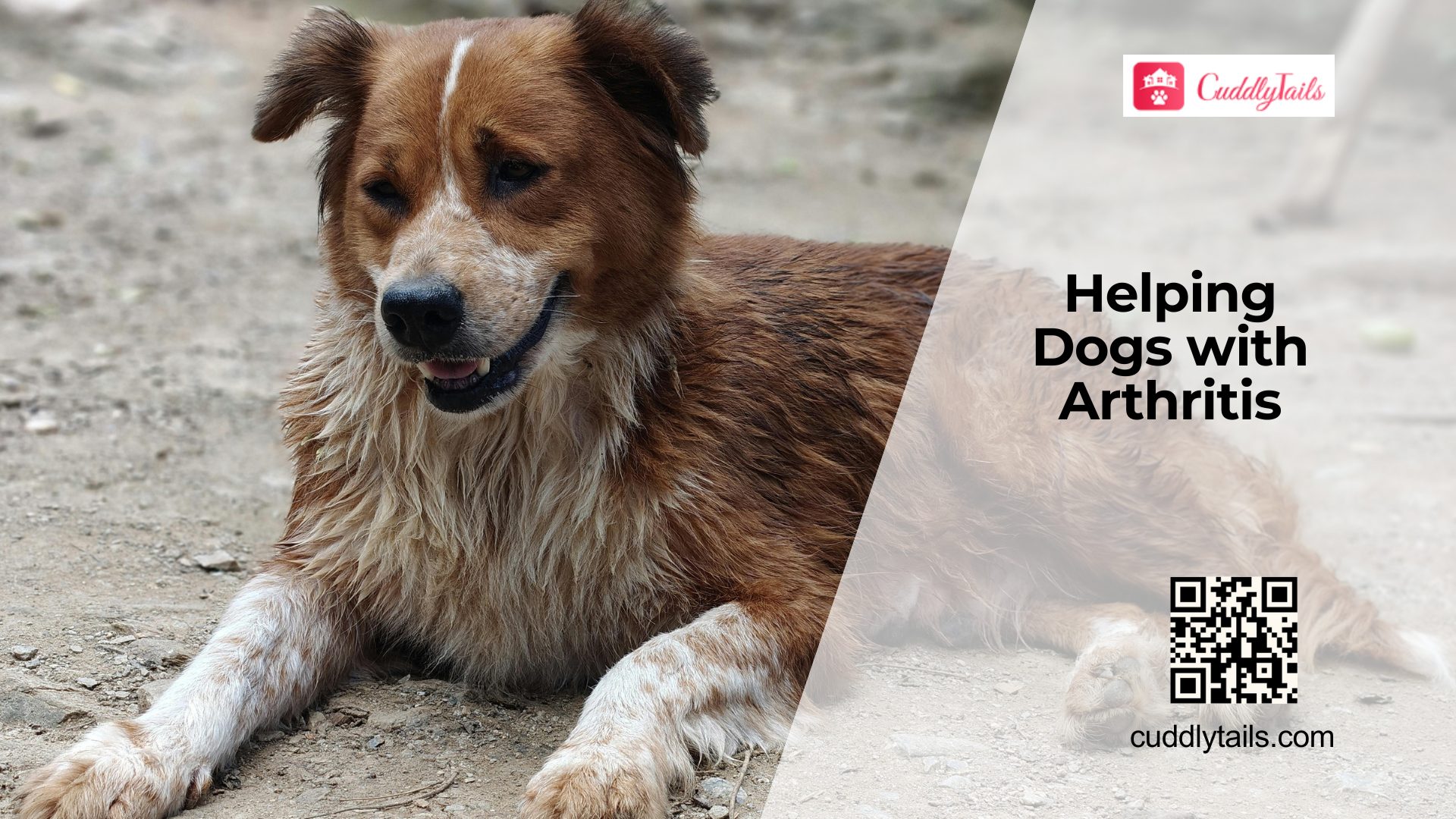 Arthritis in Dogs Signs and Pain Relief
