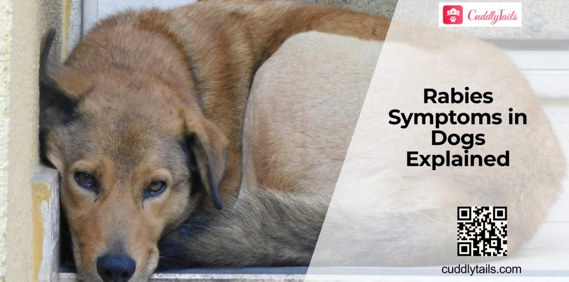 Rabies in Dogs Signs and Vaccination Guide