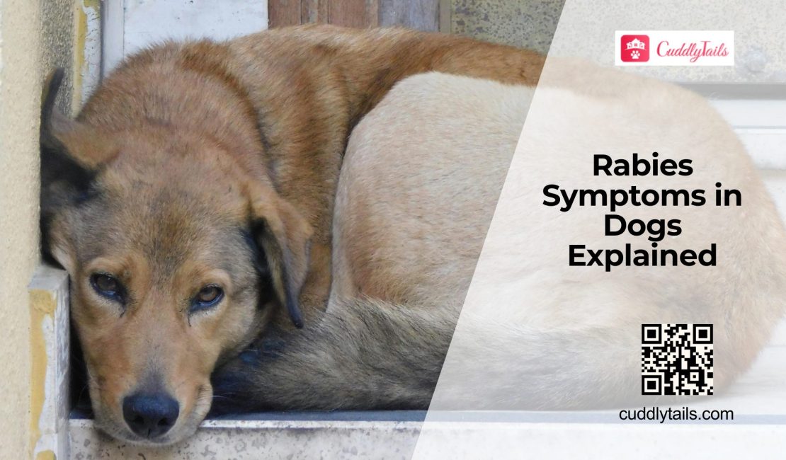 Rabies in Dogs Signs and Vaccination Guide