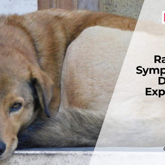 Rabies in Dogs Signs and Vaccination Guide