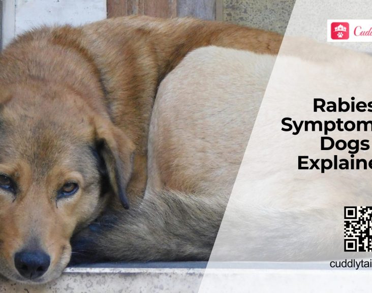 Rabies in Dogs Signs and Vaccination Guide