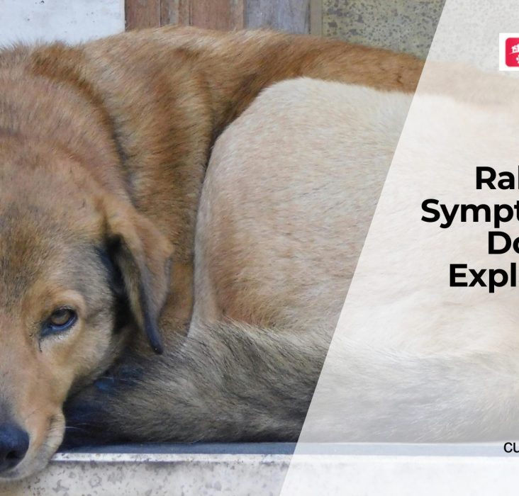 Rabies in Dogs Signs and Vaccination Guide