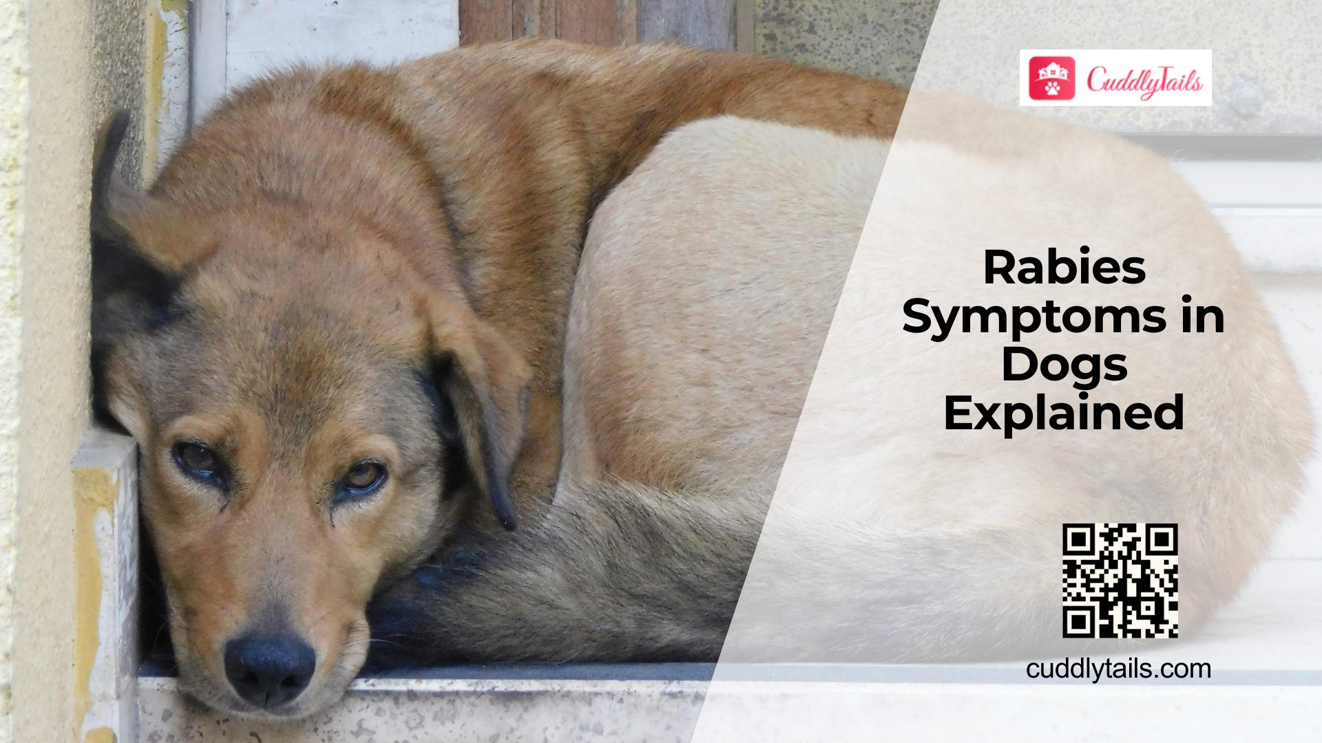 Rabies in Dogs Signs and Vaccination Guide