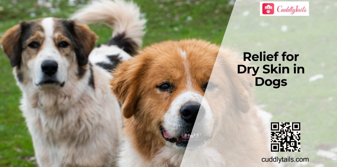 Dry Skin in Dogs Causes and Relief