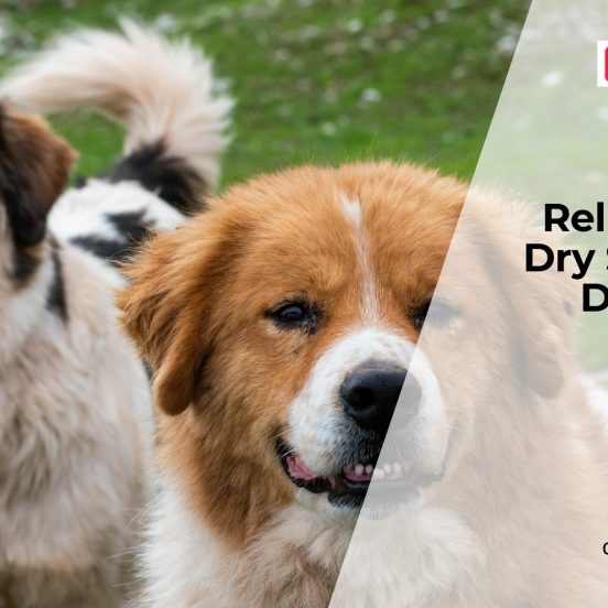 Dry Skin in Dogs Causes and Relief