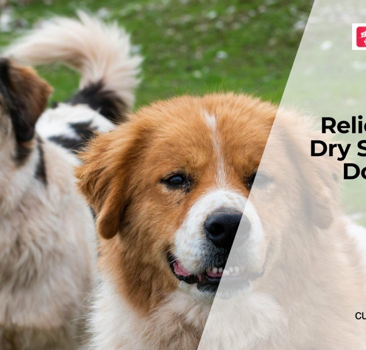 Dry Skin in Dogs Causes and Relief