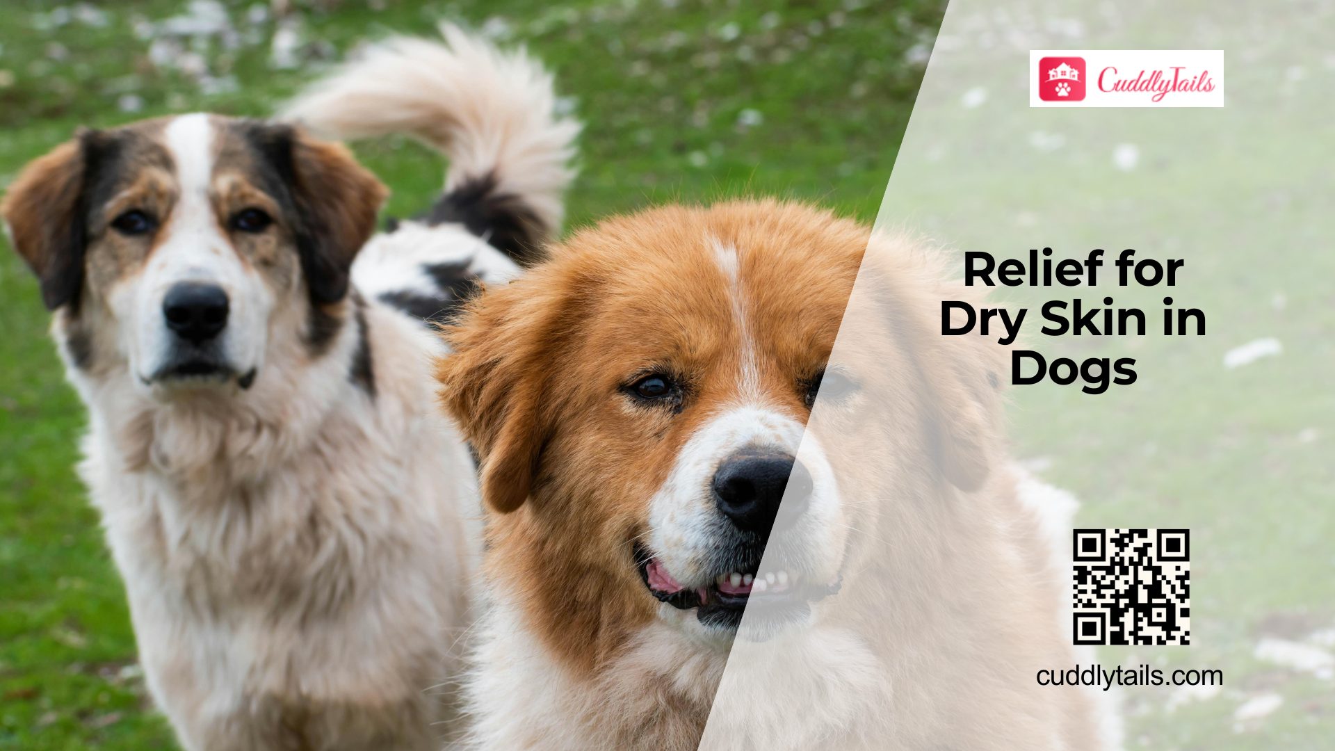 Dry Skin in Dogs Causes and Relief