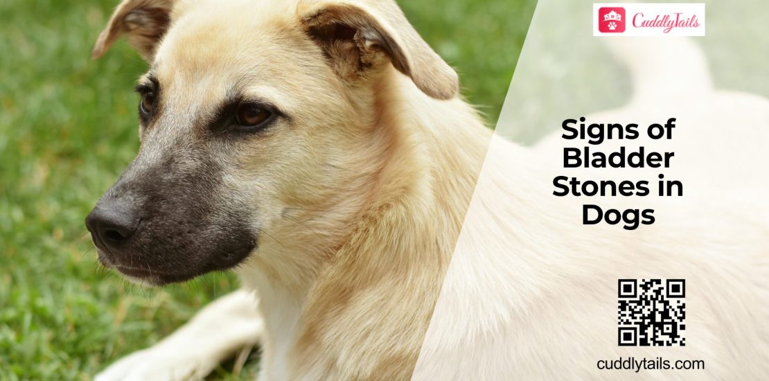 Painful Bladder Stones in Dogs