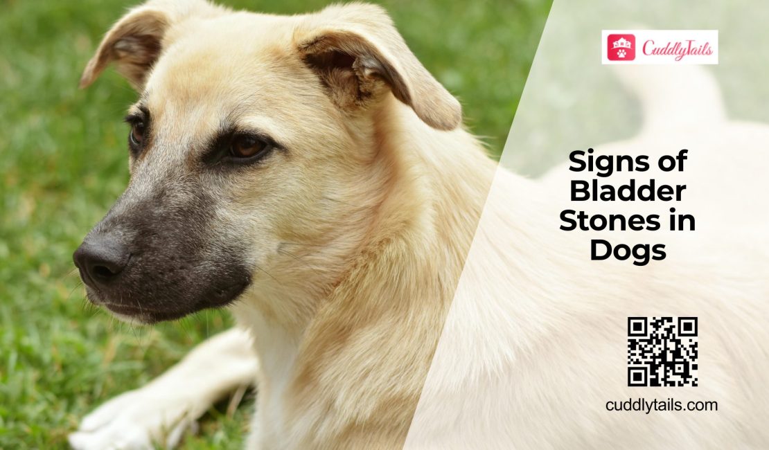 Painful Bladder Stones in Dogs